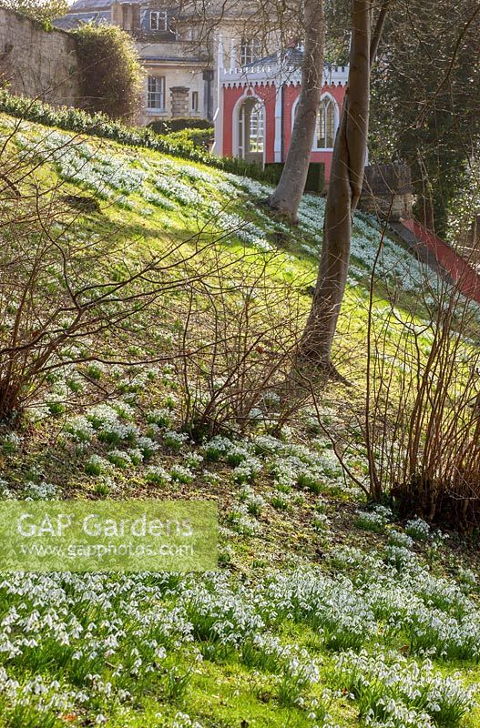 A grass bank of naturalised snowdrops with painted summerhouse in the background. 
