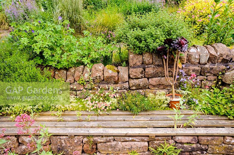 A recessed wooden bench set into a stone wall surrounded by self seeded Erigeron karvinskianus, campanula, sedum and Centranthus ruber, Church View, Appleby-in-Westmorland, Cumbria, UK. 