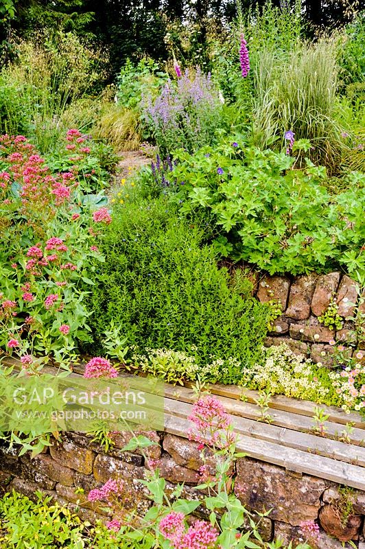 Recessed wooden bench set into a stone retaining wall surrounded by self-seeded
 Centranthus ruber and other plants