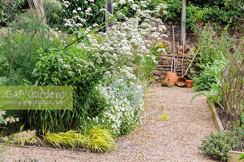 White flowering perennials in gravel garden, Church View, Appleby-in-Westmorland, Cumbria, UK. 