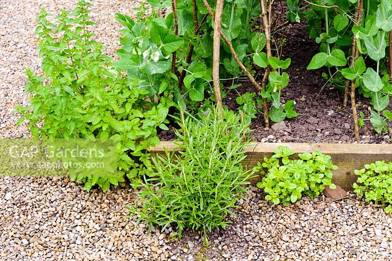 Newly-planted herbs set into gravel around raised beds
