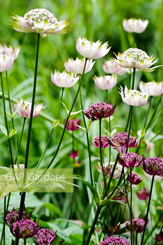 Astrantia 'Hadspen Blood' with pale seedling. 
