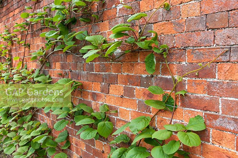 Actinidia chinensis - kiwi fruit - climbing brick wall.