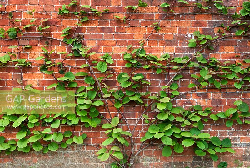 Actinidia chinensis - kiwi fruit - climbing brick wall.