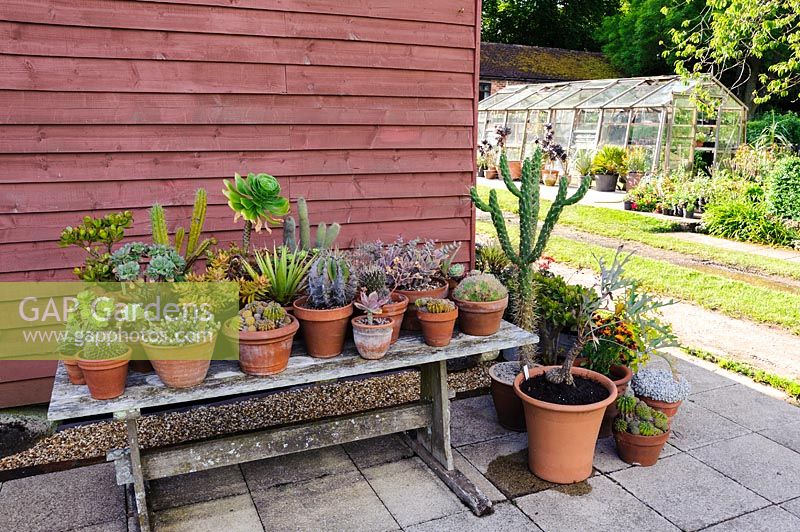 Collection of cacti and succulents on table, Terstan, Stockbridge, Hants, UK. 