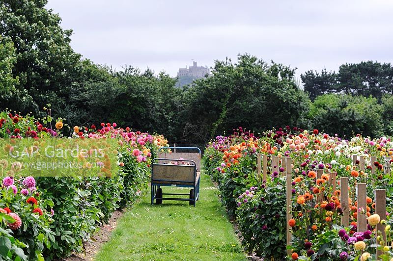 Rows of dahlias in the National Collection field at Varfell Farm near Penzance in Cornwall, UK. 