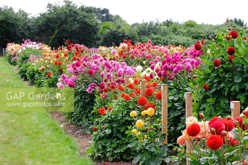 Rows of Dahlia in the National Collection display fields, Varfell Farm near Penzance in Cornwall, UK. 