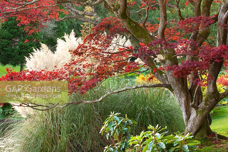 Acer palmatum and pampas grass beside the lake.