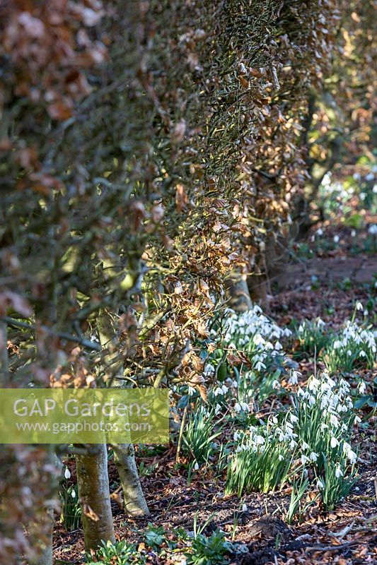 Fagus sylvatica -Beech - hedge underplanted with flowering Galanthus. 