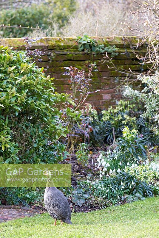 A Guinea fowl roaming freely through the garden.