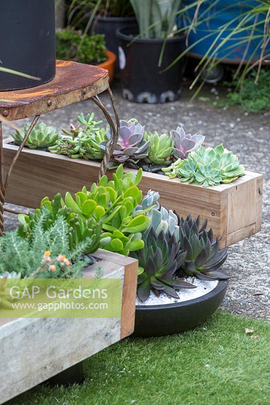 Recycled timber planters and dish with succulents.