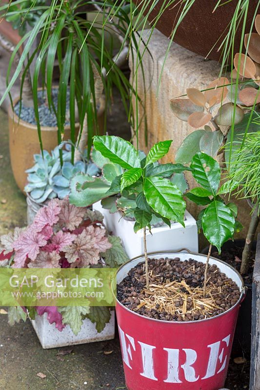 A group of containerised foliage and succulent plants, including Coffea arabica - coffee plant - seedlings planted in a red fire bucket and mulched with coffee beans. 