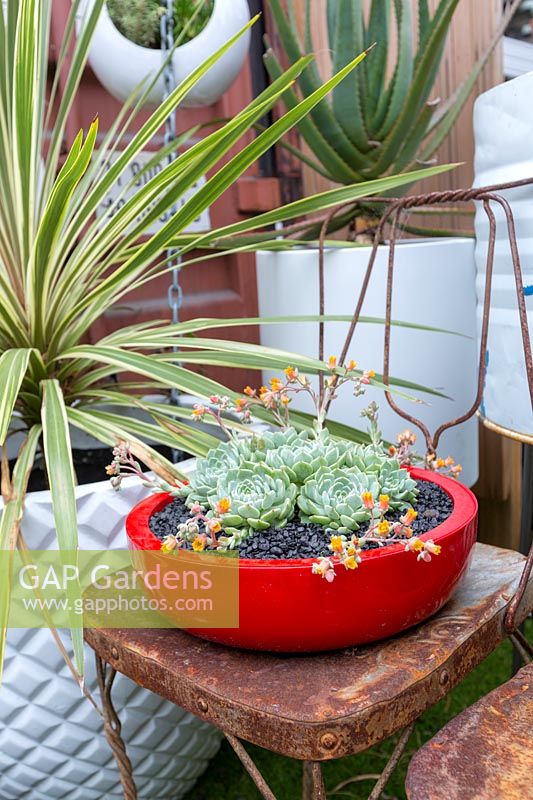 Red circular pot with flowering echeverias on metal cafe chair.