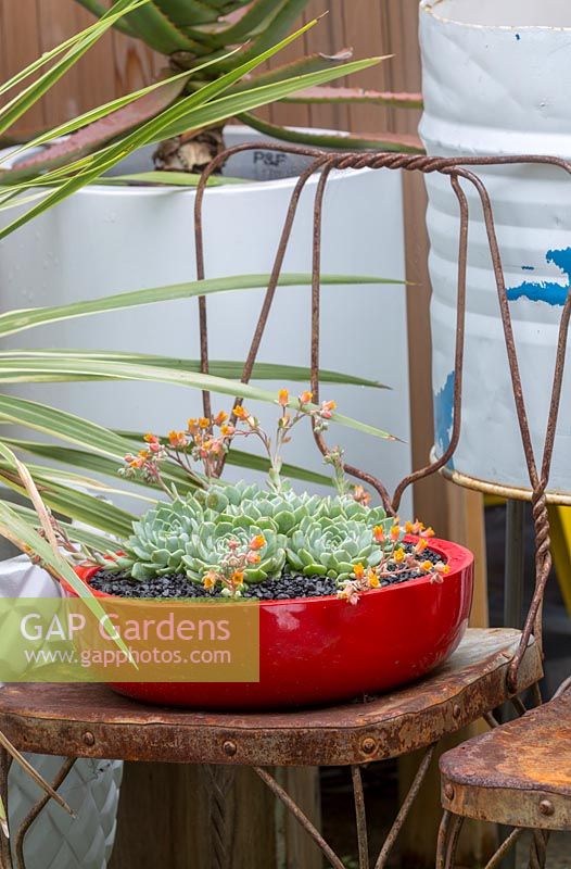 A red circular pot is planted with flowering echeverias. 