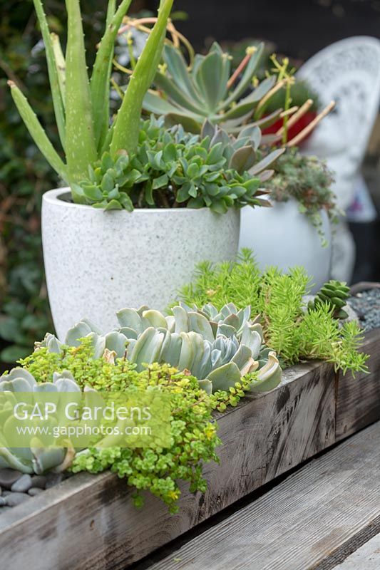 Timber planter with succulents.