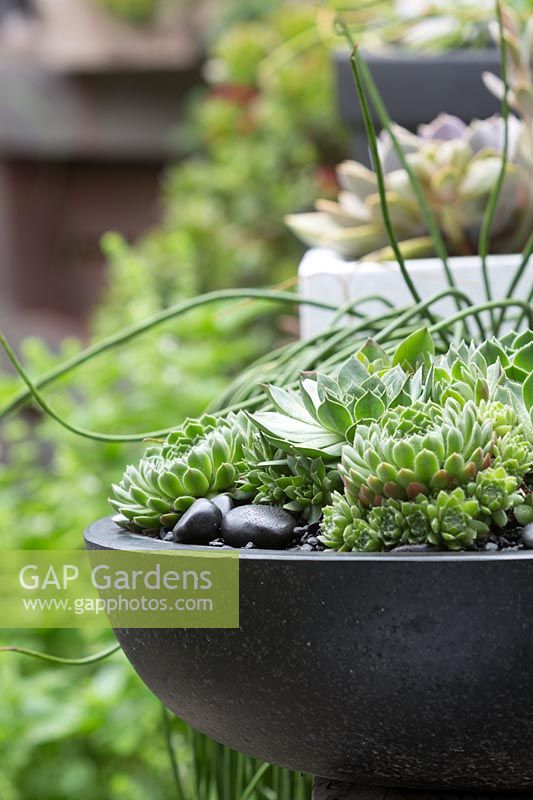 Close up of black circular container planted with succulents, Australia. 
