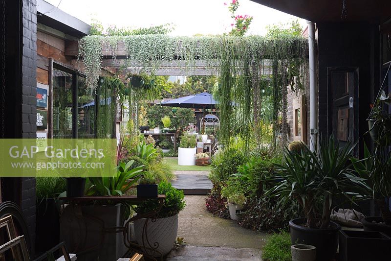 A view of an Australian cafe garden, including a timber pergola and containers of exotic foliage plants and succulents.