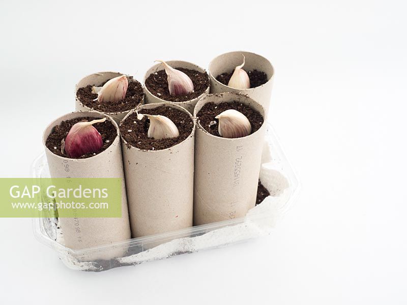 Toilet rolls with compost, organic pots to plant garlic cloves 