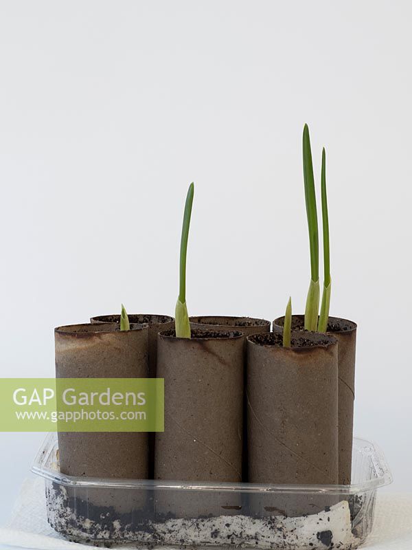 Garlic plants emerging from organic pots