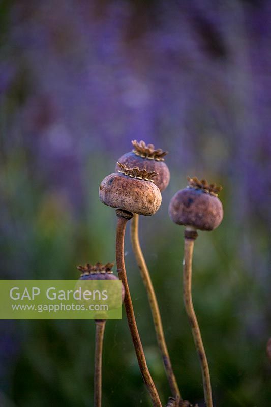 Papaver - poppy seed heads