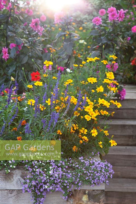 Bed with late flowering annuals and perennials including Tagetes, Salvia and Dahlia. 
