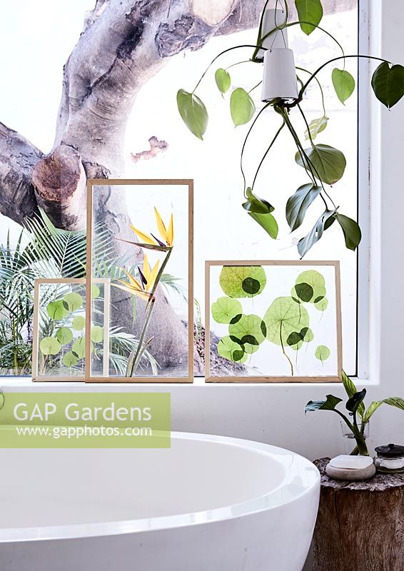 Transparent displays with pressed foliage and flowers in bathroom
