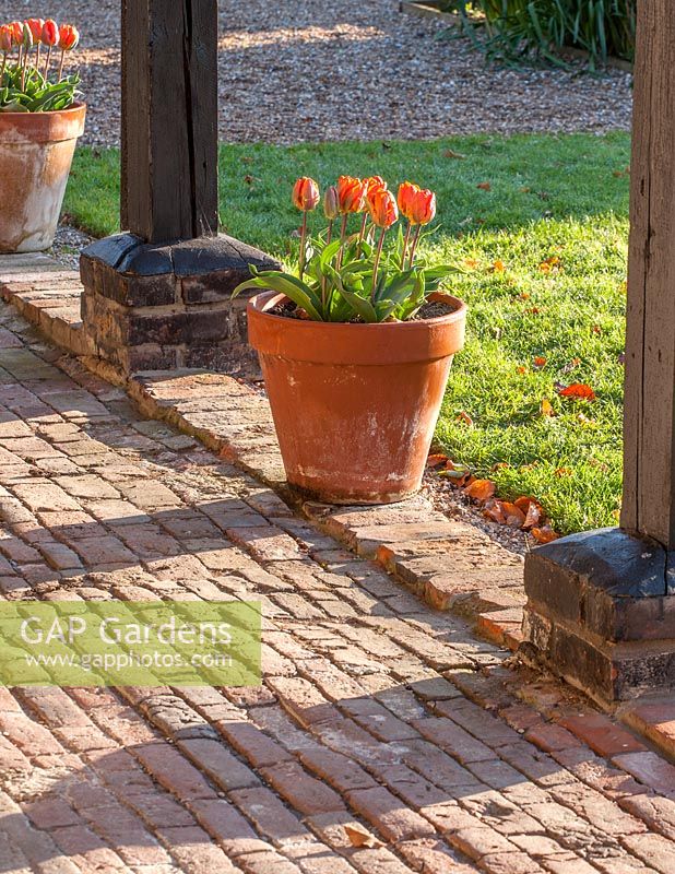 Brick paving with Tulipa 'Prinses Irene'.
