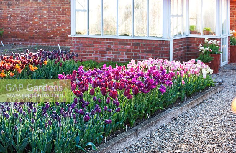 Raised beds of mass planted Tulips. 
