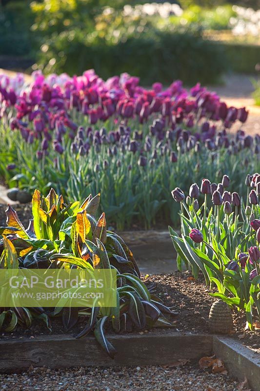 Tulipa 'Paul Scherer', Tulipa 'Recreado', Tulipa 'Merlot' planted in raised beds