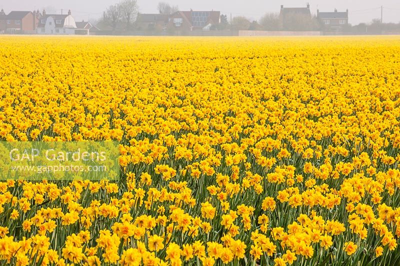 Narcissus 'Carlton' bulbs - field full of daffodils