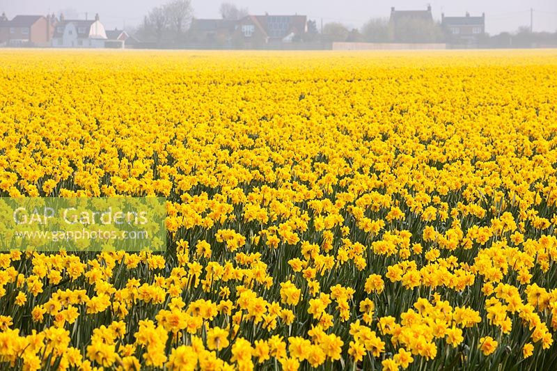 Field of Narcissus, Lincolnshire