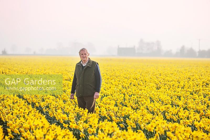 Johnny walkers in a field of Narcissus carlton, Lincolnshire