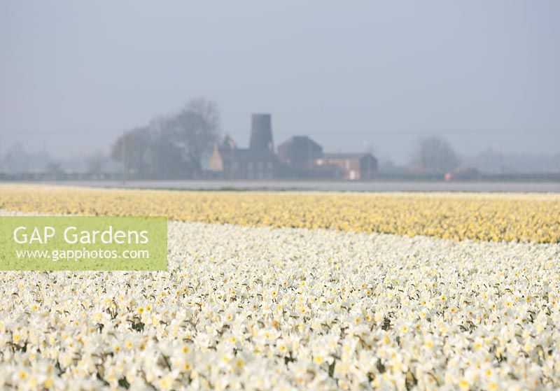 Field of Narcissus ice follies, Lincolnshire