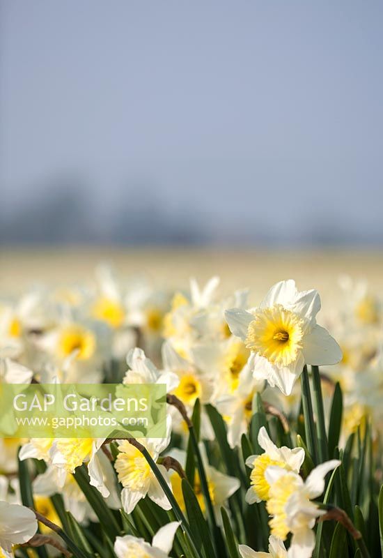 Narcissus 'Ice Follies' in the field