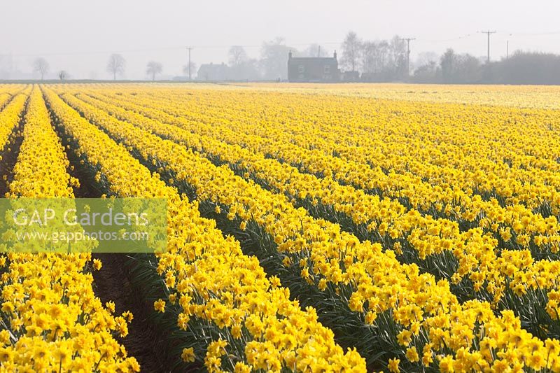 Field full of Narcissus 'Carlton', Lincolnshire, UK. 