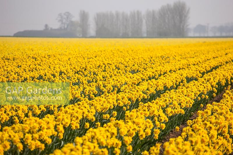 Field full of Narcissus 'Carlton', Lincolnshire, UK.