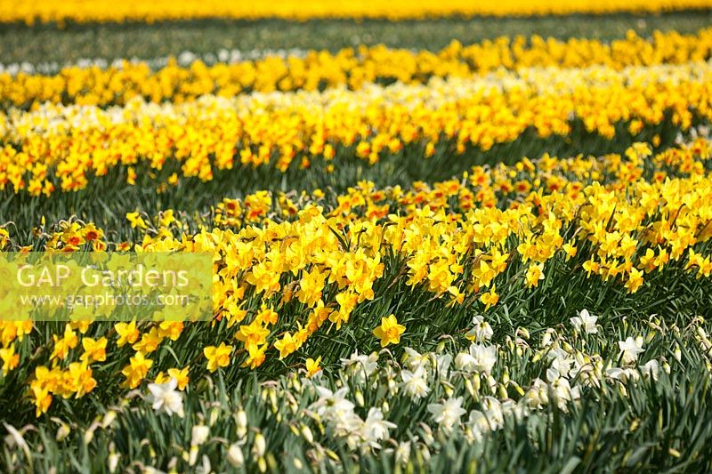 Field of Narcissus - daffodils - Lincolnshire, UK. 