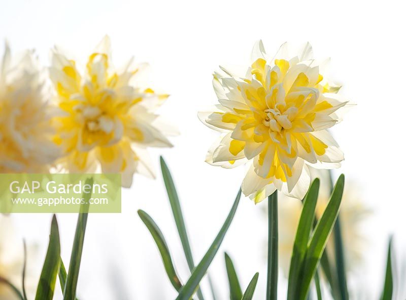 Narcissus irene copeland 