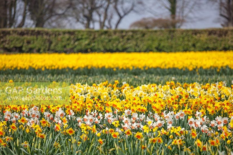 Fields of Narcissus, Lincolnshire