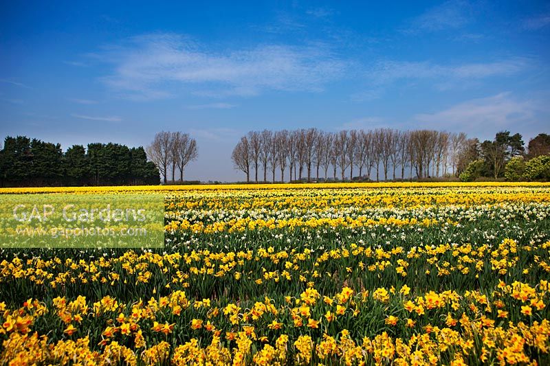 Rows of Narcissus in field, Lincolnshire, UK. 