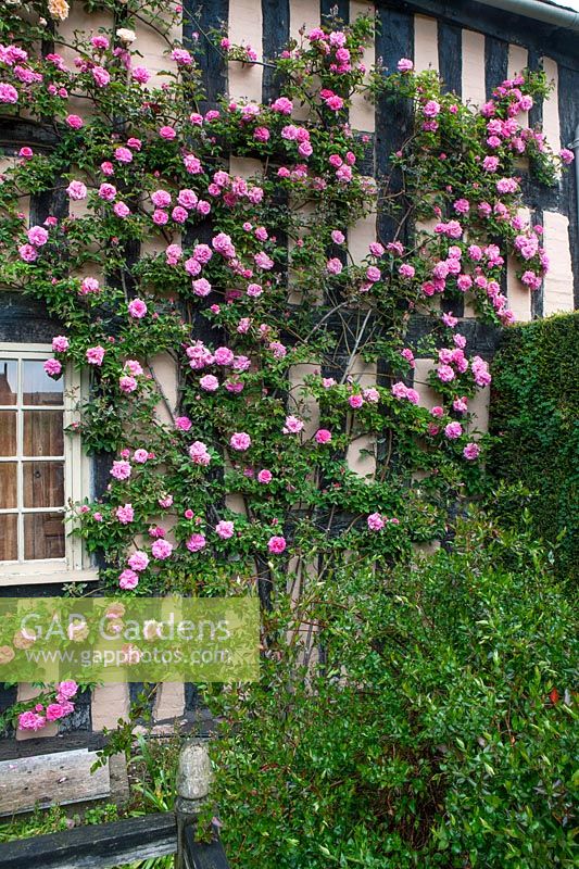 Timber framed house with Rosa zepherine drouhin, Shropshire.
