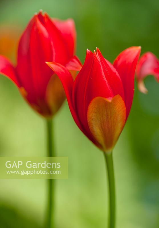 Tulipa sprengeri - Tulips