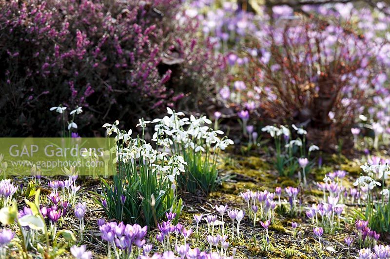 Snowdrops in spring borders at The Garden House, Buckland Monachorum, Devon, UK.