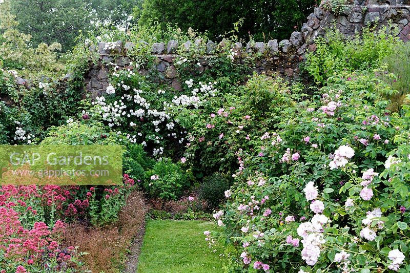 Arts and Crafts rose garden, Herefordshire. 