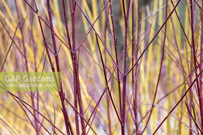 Cornus sericea subsp. Occidentalis 'Sunshine' - Red Dogwood stems
