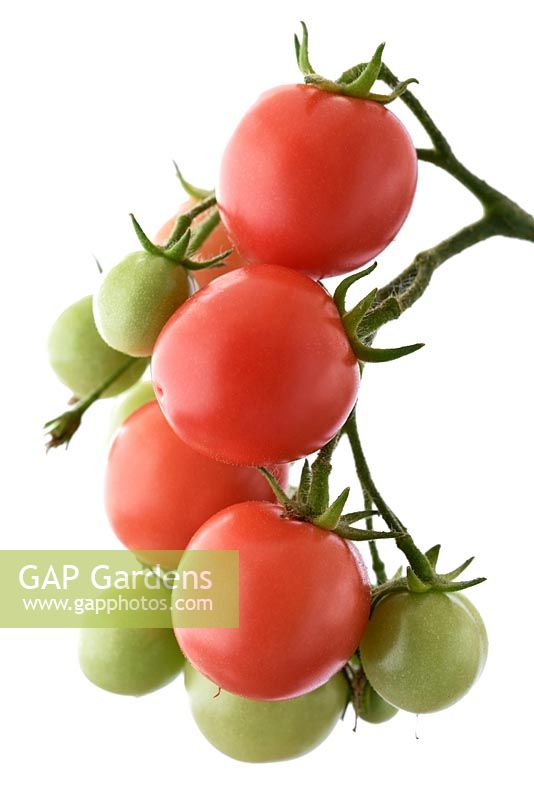 Solanum lycopersicum  'Gartenperle'  'Garden Pearl'  - Cherry Tomato    