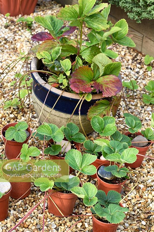 Fragaria x ananassa - 'Cherry Berry' - Strawberry runners from mother plant held down with stones rooting in pots 