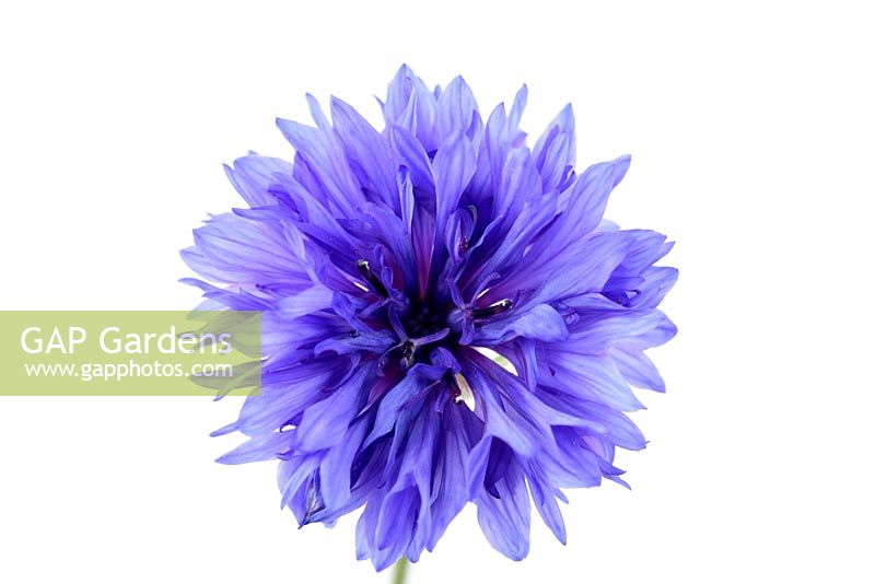 Centaurea cyanus 'Blue Diadem' - Cornflower Bachelor's button