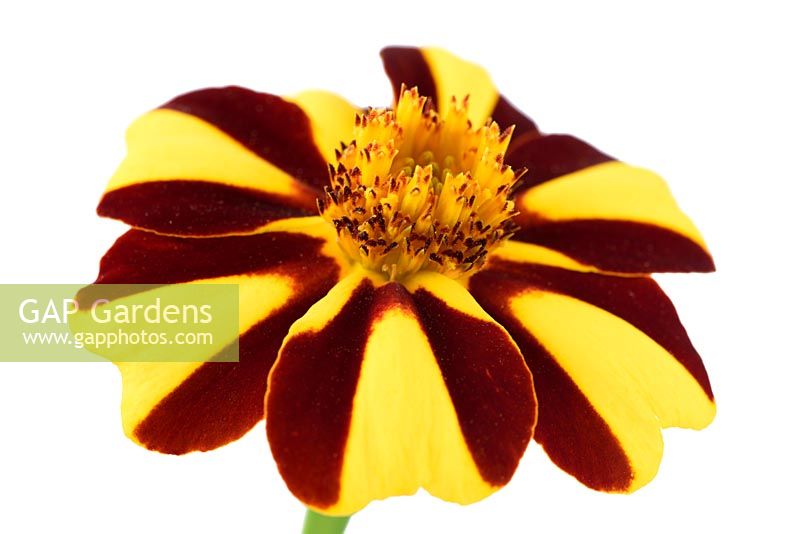 Tagetes patula 'Striped Marvel' - French marigold 