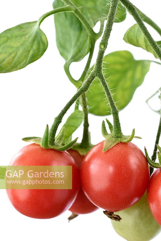 Solanum lycopersicum 'Gartenperle' ' Garden Pearl' - Cherry Tomato Cascading Bush  
